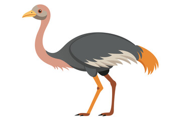 Ostrich isolated illustration on white background.
