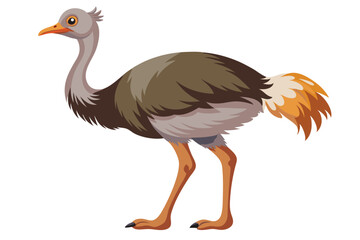 Ostrich isolated illustration on white background.
