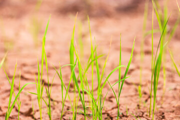 Pictures of rice plants in farming of Thailand country.
