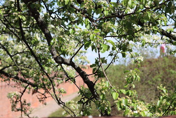 Green tree small leaves