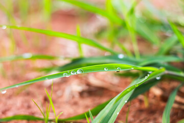Beautiful of water dripping on glass plants in morning time ,nature concept.