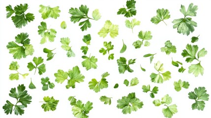 Fototapeta premium Green Cilantro Leaves Scattered on White Background