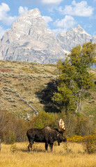 Bull Moose in Grand Teton National Park Wyoming in Autumn