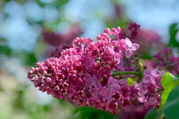 Obraz premium Blooming lilacs in the sunlight of springtime