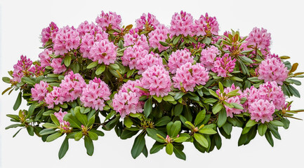 Obraz premium Large rhododendron bush with pink flower