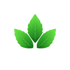 Fresh green leaves symbolize nature and vitality, creating vibrant and organic feel. transparent background