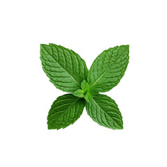 Fresh mint leaves are vibrant and aromatic, perfect for culinary uses and health benefits. Their lush green color adds refreshing touch to dishes, transparent background