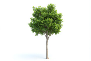 tree with green leaves on a white background 21