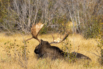 Bull Moose in Grand Teton National Park Wyoming in Autumn
