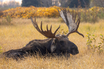 Bull Moose in Grand Teton National Park Wyoming in Autumn