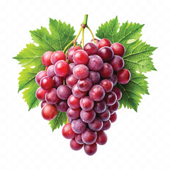 abstract 3d fresh  bunch grapes in different style isolated on white background