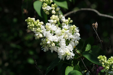 Blooming white flowers bring peace in the garden