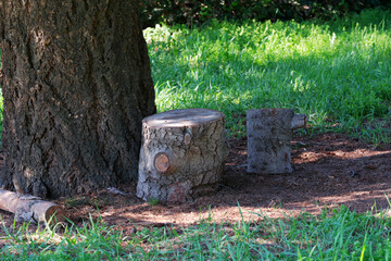 Fototapeta premium Sunny park with tree stump seating