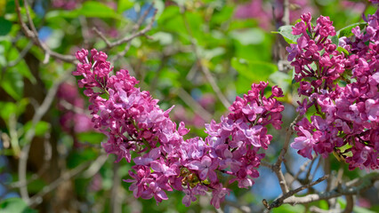 Vibrant lilac blooms adorn a sunny spring day