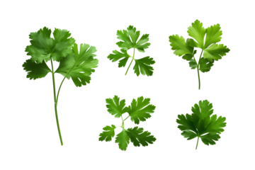 A collection of parsley sprigs with vibrant green leaves isolated against a transparent background plain studio shot png