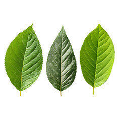 Obraz premium different green leaves floating.