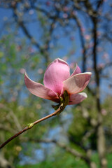 Fototapeta premium pink magnolia flowers