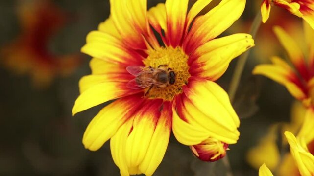 acercamiento a una abeja mientras de alimenta en una flor de crisantemo roja con amarillo