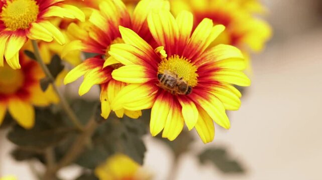 una abeja que est&aacute; polinizando la choca otra abeja y ambas salen volando en diferentes direcciones