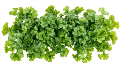 Obraz premium Overhead View of Fresh Green Parsley Sprigs on White Background