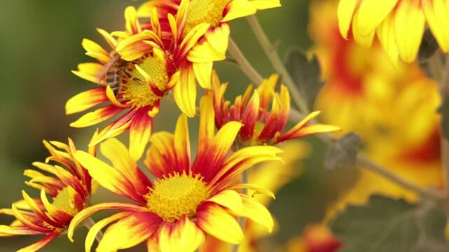 abeja polinizando varias flores de crisantemos