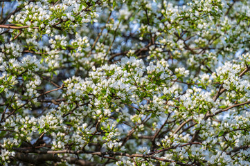 Spring background with blossoming apple tree.