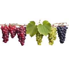 Fototapeta premium A horizontal view of different varieties of grapes hanging from a vine with green leaves png