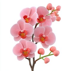 Fototapeta premium Pink Orchid Branch Close Up White Background