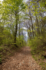 Fototapeta premium Ojcow National Park, Young greenery in early spring on a sunny day in the park, active recreation, hiking in Poland, family vacation, rocks, hiking routes in the mountains 