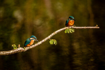 a pair of king fishers sitting a branch
