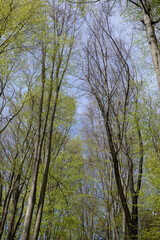 Ojcow National Park, Young greenery in early spring on a sunny day in the park, active recreation, hiking in Poland, family vacation, rocks, hiking routes in the mountains
