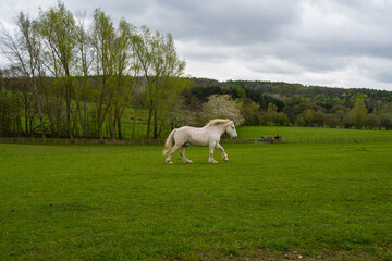 Obraz premium white horse in the field