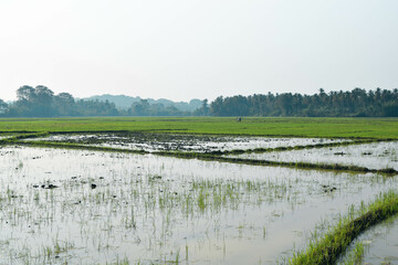 Lush Green Paddy Fields in a Quiet Village Setting. Beautiful Paddy Field in a Peaceful Rural Landscape. Rural Rice Field with Calm and Natural Environment. Scenic Green Paddy Field in the Countryside