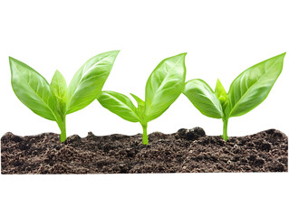Naklejka premium Three basil seedlings in soil on transparent background isolated on transparent background