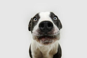 Funny dog expression. American staffordshire puppy with angry and shocked face emotion. Isolated on white background
