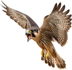 Fototapeta premium Magnificent soaring falcon in flight
