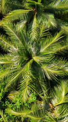 Fototapeta premium Top down view of dense green palm trees with shadows in tropical jungle, maldives island vegetation, nature escape, eco vacation, summer serenity background.