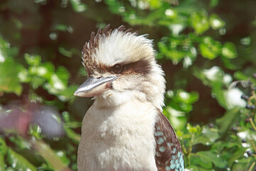 Beautiful close up of a Kookaburra Bird against a natural tree and bush background. They are are native to Australia and are terrestrial tree kingfishers of the genus Dacelo