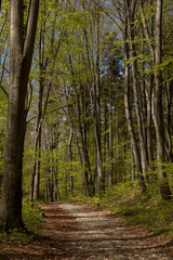 Ojcow National Park, Young greenery in early spring on a sunny day in the park, active recreation, hiking in Poland, family vacation, rocks, hiking routes in the mountains
