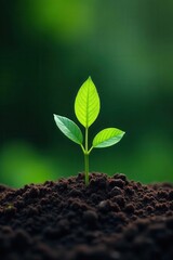 A single vibrant green shoot pushing through dark earth, pastoral backdrop , plant growth, bright, dark soil