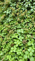 Herb wall, plant wall, natural green wallpaper and background. nature wall, grunge. White tone