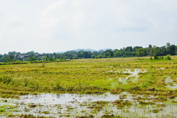 Lush Green Paddy Fields in a Quiet Village Setting. Beautiful Paddy Field in a Peaceful Rural Landscape. Rural Rice Field with Calm and Natural Environment. Scenic Green Paddy Field in the Countryside