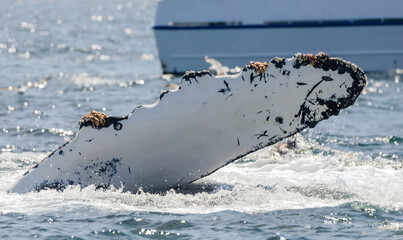 Naklejka premium Humpback whale breaching in Monterey Bay, California. Ocean splash, marine wildlife, whale watching, nature moment, aquatic mammal, Pacific coast. Close up