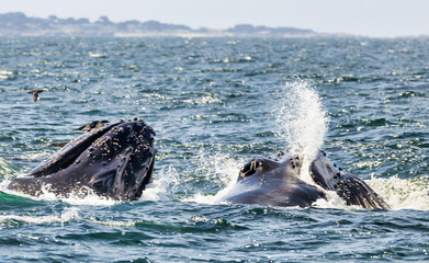 Humpback whale breaching in Monterey Bay, California. Ocean splash, marine wildlife, whale...