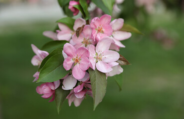 Obraz premium Delicate pink apple blossoms on a tree branch with green leaves in early spring.