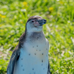 Humboldt's Funny Penguin (Spheniscus humboldti)	