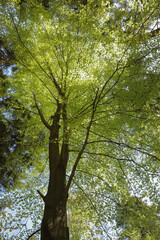 Young greenery in early spring on a sunny day in the park. Ojcow National Park in Poland, near Krakow, active recreation, hiking in Poland, family vacation, rocks, hiking routes in the mountains

