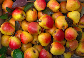 Ripe yellow red juicy pears and pear tree leaves in a box. Top view