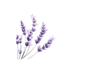 Obraz premium Lavender flower bouquet with purple and pink hues on transparent background