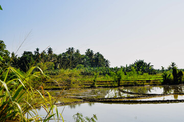 Lush Green Paddy Fields in a Quiet Village Setting. Beautiful Paddy Field in a Peaceful Rural Landscape. Rural Rice Field with Calm and Natural Environment. Scenic Green Paddy Field in the Countryside